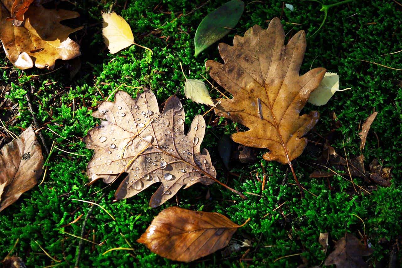 Практики синрин-йоку с гидом - Елена Филя-30