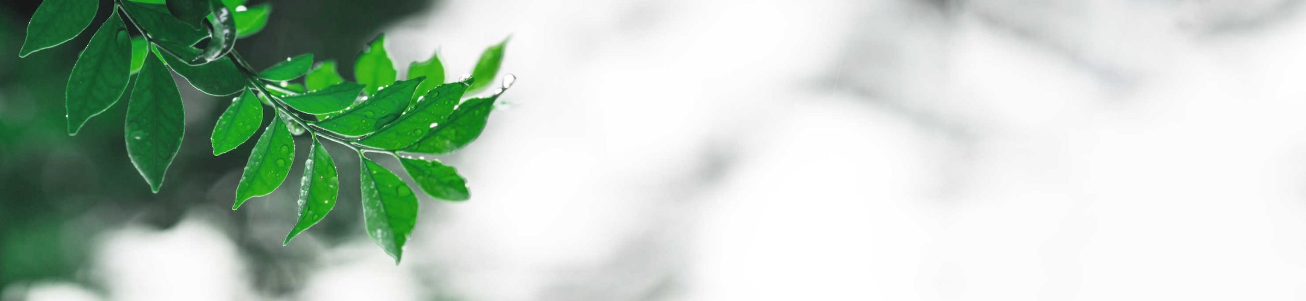 Практики синрин-йоку с гидом - Елена Филя-54