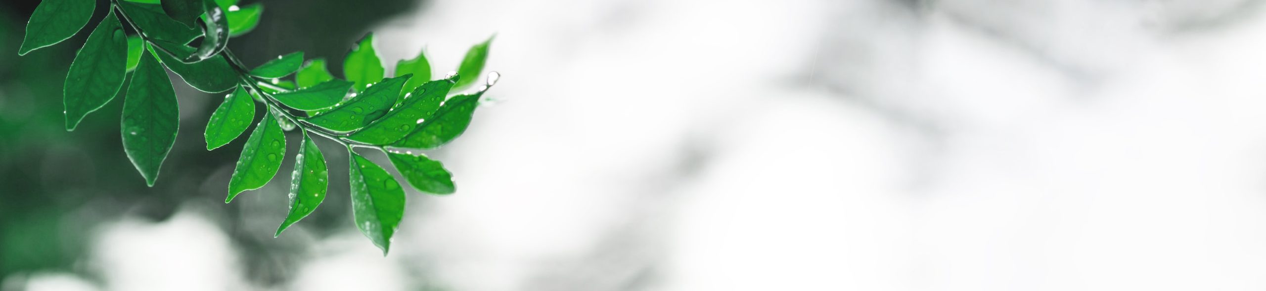 Практики синрин-йоку с гидом - Елена Филя-55