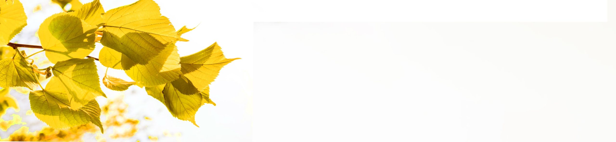 Практики синрин-йоку с гидом - Елена Филя-38