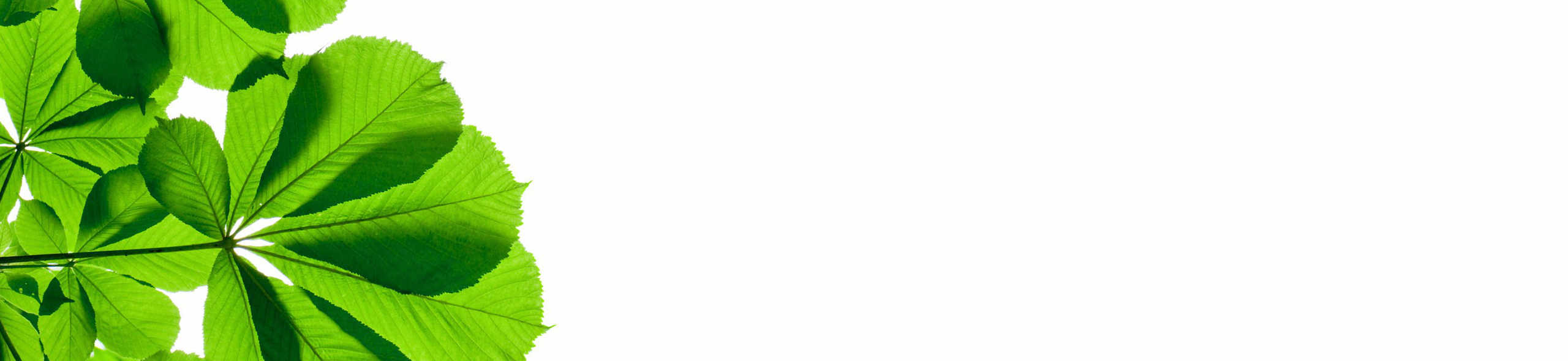 Практики синрин-йоку с гидом - Елена Филя-4