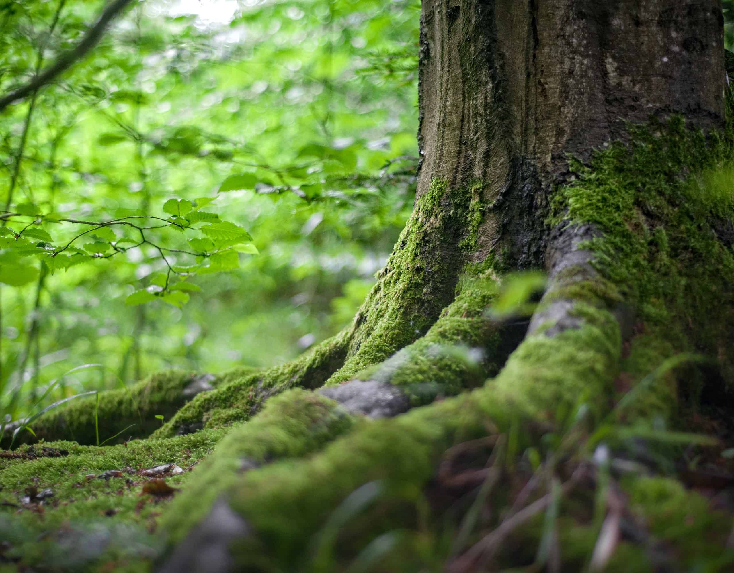 Практики синрин-йоку с гидом - Елена Филя-17